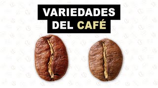 Variedades del café  Se habla café [upl. by Anuaek]