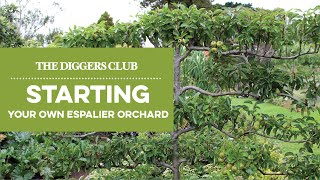 Starting Your Own Espalier orchard [upl. by Noiztneb]