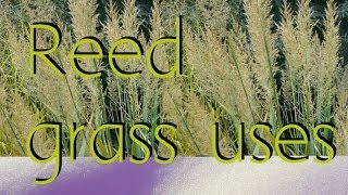 Reed grass uses [upl. by Kreager]