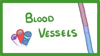 GCSE Biology  Blood Vessels 24 [upl. by Ydneh]