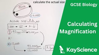 Calculating Magnification  GCSE Biology  kaysciencecom [upl. by Erbma115]