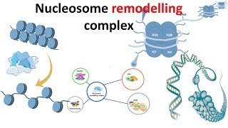 Nucleosome remodeling complex introduction [upl. by Hamlen472]