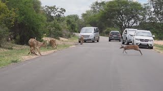 Gazelle runs towards a Pride of Lions [upl. by Gleason]