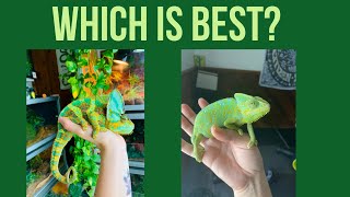 Male Vs Female Veiled Chameleons [upl. by O'Grady985]