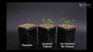 Trichoderma harzianum T22 combats Fusarium in tomato – Koppert [upl. by Tressa440]