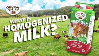 What is Homogenized milk  Ask Organic Valley [upl. by Yelsna418]