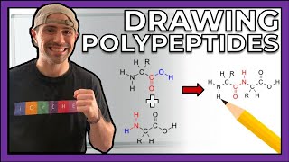 Intro to Peptides and Drawing Polypeptides [upl. by Tammara]