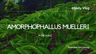 AMORPHOPHALLUS MUELLERI [upl. by Aisyle]