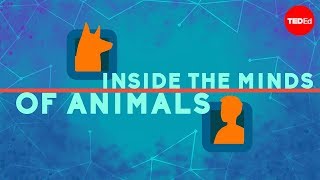 Inside the minds of animals  Bryan B Rasmussen [upl. by Ives463]