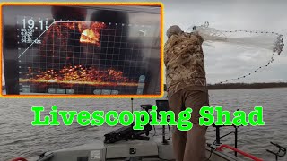 Catching Shad with Livescope Watching The Castnet Fall [upl. by Diego]