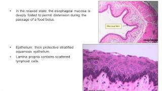 Upper gastrointestinal histology [upl. by Cowie]