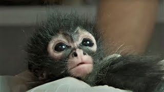 Rescuing A Baby Spider Monkey  Jungle Animal Hospital  BBC Earth [upl. by Senga]