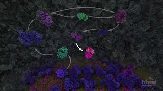 Glycolysis  HHMI BioInteractive Video [upl. by Melia]