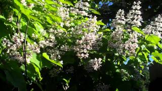 148 CATALPA Tree [upl. by Tippets703]