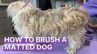 How to Brush Out a Matted Dog [upl. by Lathrope]