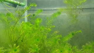 Anacharis Elodea Egeria Densa ADA Easy Live Fish Aquarium Pond Plants Java Moss [upl. by Enovad]