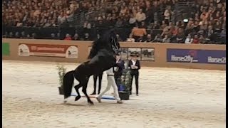 Friesian horse Markus 491 faderpaard 2018 hengstenkeuring [upl. by Tine]