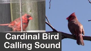 Cardinal Bird Calling Sound [upl. by Mecke533]