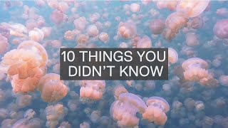 10 AMAZING FACTS ABOUT JELLYFISH [upl. by Ahearn]