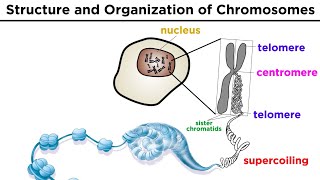 Chromosome Structure and Organization [upl. by Pozzy]