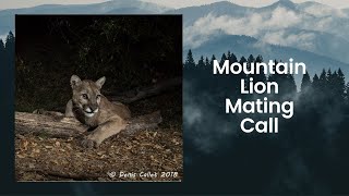 Mountain Lion Mating Call In Angeles National Forest [upl. by Tibold]