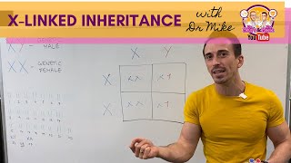 Xlinked Inheritance and Punnett Squares [upl. by Silletram96]