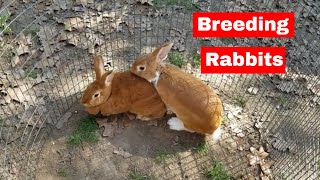 Breeding Rabbits New Zealands  Spottee Jr and Apple Jack [upl. by Kallick62]