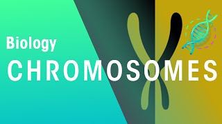 What Are Chromosomes  Genetics  Biology  FuseSchool [upl. by Garlan]