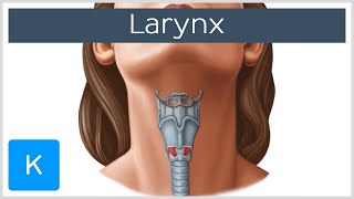 Larynx  Membranes ligaments and muscles  Human Anatomy  Kenhub [upl. by Charry36]