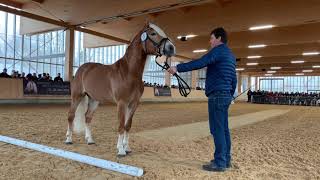 Hengstkörung Haflinger Pferdezuchtverband Tirol  Februar 2020 [upl. by Ainaled27]