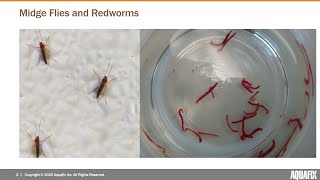 Eliminating Redworms and Midge Flies In Wastewater [upl. by Mylander79]