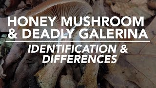 Honey Mushroom amp Deadly Galerina  Identification and Differences with Adam Haritan [upl. by Calondra]