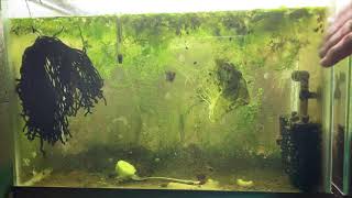 Scuds Daphnia Cherry Shrimp Copepods My aquatic food culture [upl. by Kassi]