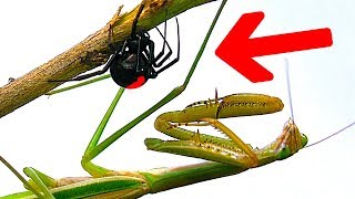 Deadly Spider Vs Giant Praying Mantis Part 3 Educational Spider Study [upl. by Edythe]