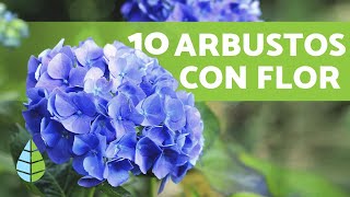 10 ARBUSTOS CON FLORES para el JARDÍN  Nombres y Cuidados [upl. by Bryn]