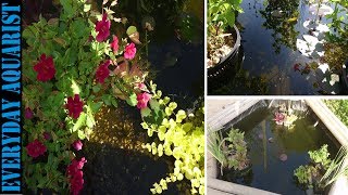 3 Tips to Crystal Clear Pond Water  How to Kill Green Algae [upl. by Tiny]