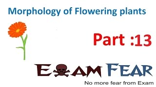 Biology Morphology of Flowering Plants part 13 Leaf partslamina Petiole Stipule CBSE class 11 [upl. by Selle]