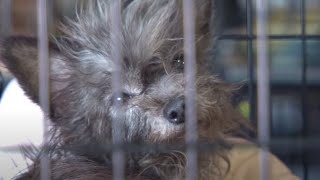 More Than 100 Animals Rescued from Arkansas Puppy Mill [upl. by Jaimie]