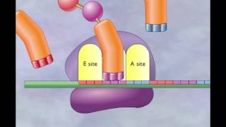 Chapter 4 Translation Elongation and termination [upl. by Llemert423]