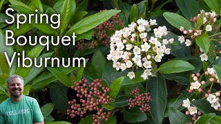 Viburnum tinus Spring Bouquet [upl. by Giliane297]