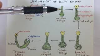 Development of dicot embryo [upl. by Portwin839]