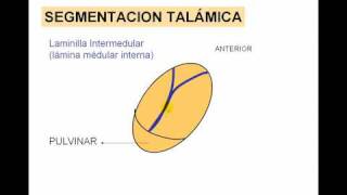 ENCEFALO 3 tálamo [upl. by Berriman]