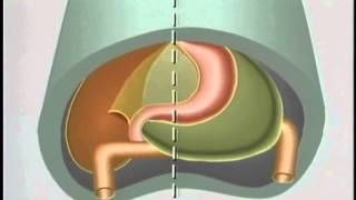 Embryological Development of GastroIntestinal Tract  ACLAND [upl. by Langan]