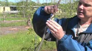 Pecan Grafting Demonstration [upl. by Hilarius365]