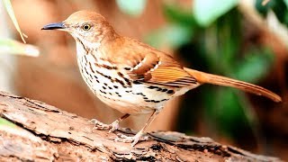 Brown Thrasher song [upl. by Euqitsym]