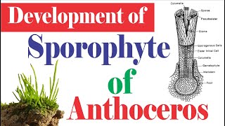 Anthoceros Development of Sporophyte  Sporophyte of Hornworts  Anthocerotopsida [upl. by Madaih]