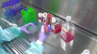 Passaging Cells Cell Culture Basics [upl. by Barcellona]