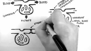 GFR 1  Control of GFR [upl. by Bradly]