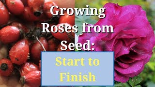 Grow Roses from Seed Start to Finish [upl. by Melda637]