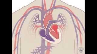 The Circulatory System  Blood and Blood Groups 🩸 ICSE Class 10 Biology Chapter 8  Vedantu [upl. by Tlihcox673]